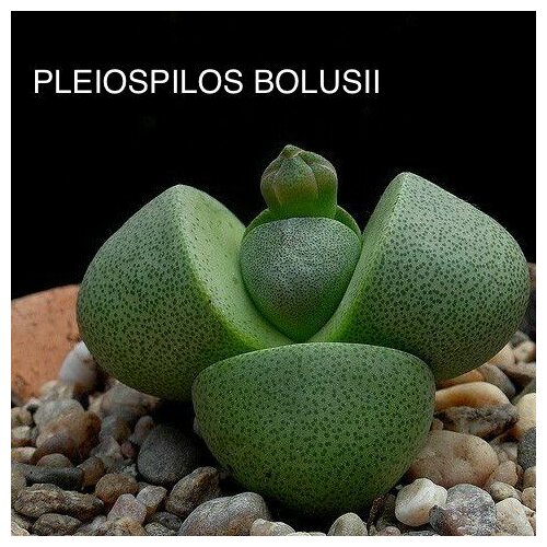 ������ ������ ����������� ����� ��� ����������� ����