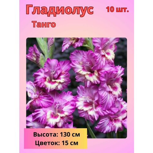 ������ ������ ��������� ��������������� �����, �������� ���������� ����