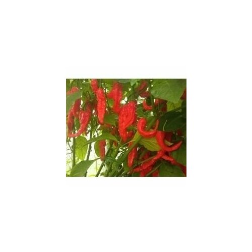 ������ ������ ������ ������ ����� Bhut Jolokia Red, 5 ����� + ������� ����