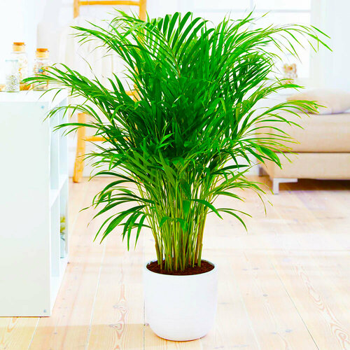 ������ ������ ��������������� ��������� ������, ������, 5 �� ����