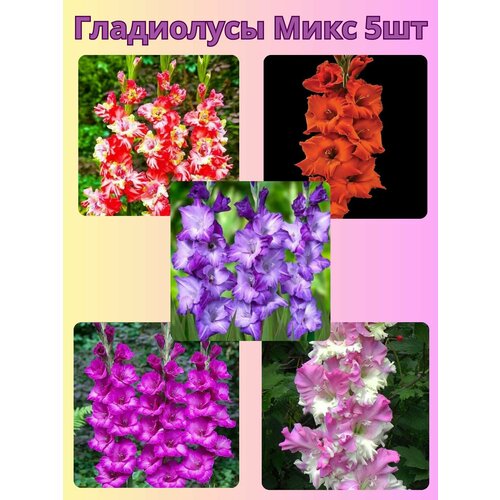 ������ ������ ��������� ���������������, �������� ���������� ����2 ����