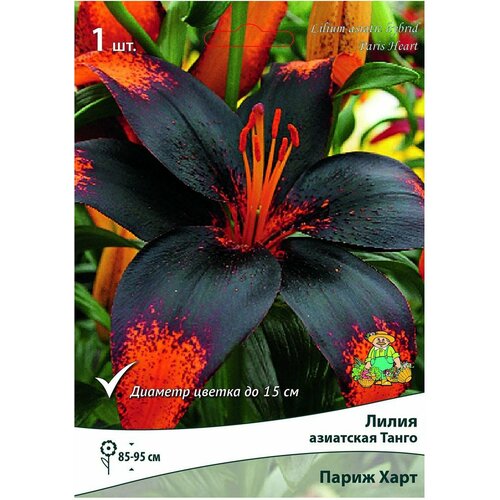 ������ ������ �������� ����� ����� ����� ���� 1 �� ����