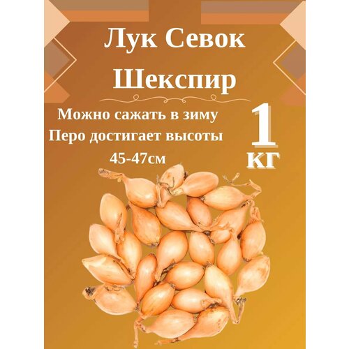 ������ ������ ��� ����� ����,