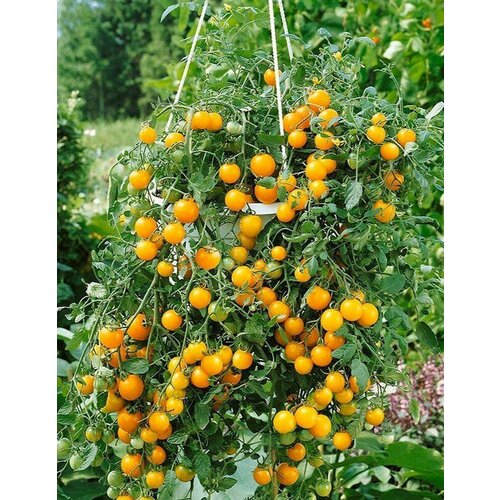 ������ ������ ��� ������� ������ - ������ ������� ����