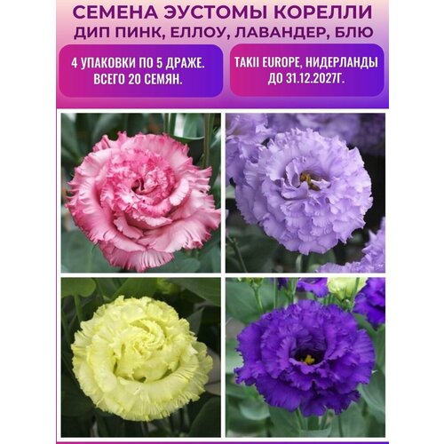 ������ ������ ������� (���������) �������� ������� 4 �������� �� 5 �����: ��� ����, �����, ��������, ��� ����