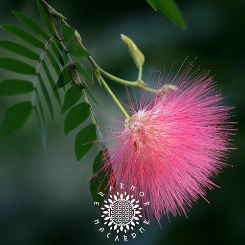 ������ ������ ������ �������� ��������� (���. Albizia odoratissima) 15�� �� Green Legacy ����