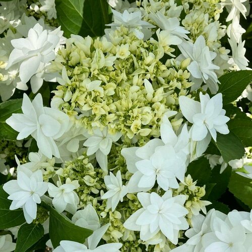 ������ ������ ��������� ������������� ����� (1 ������� � ������ 15-20 ��). Szkolka roslin A.M (������) ����