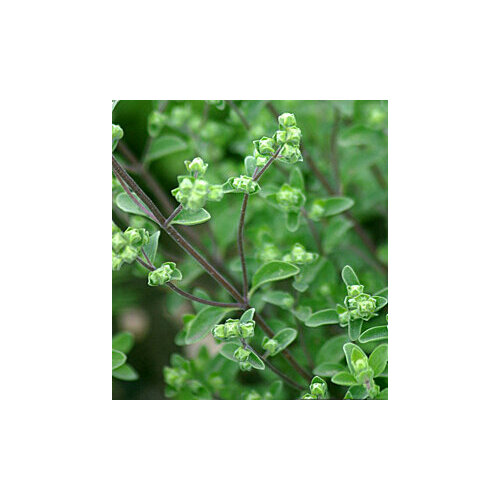 ������ ������ ������ ������� ������� (0,1 ��.) ����