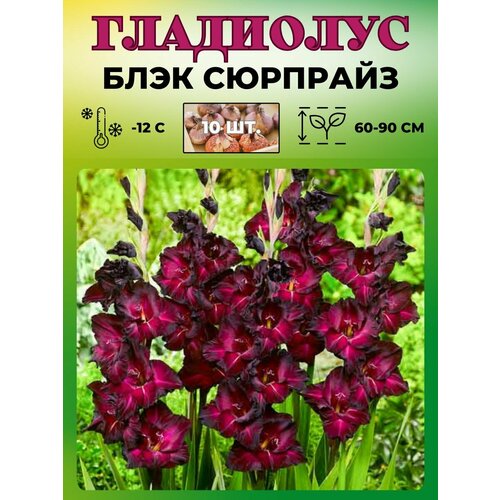 ������ ������ ��������� ���������������, �������� 10��. ����