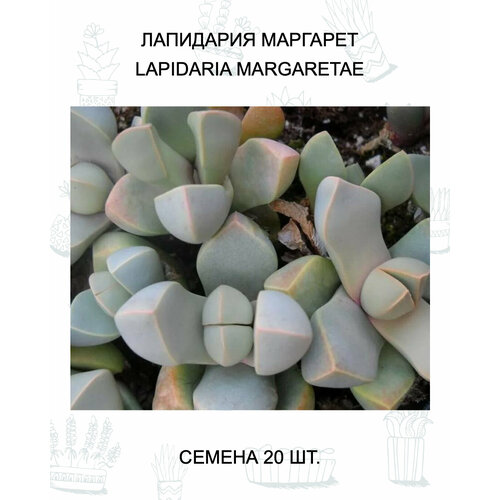 ������ ������ ��������� �������� ������ 20 ��. ����