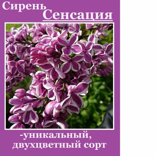 ������ ������ ������ �������� ����