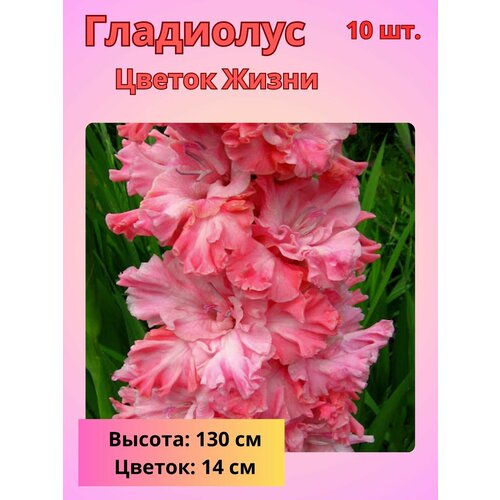 ������ ������ ��������� ���������������, �������� ���������� 10 �� ����