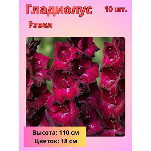 ������ ������ ��������� ��������������� �����, �������� ���������� ����