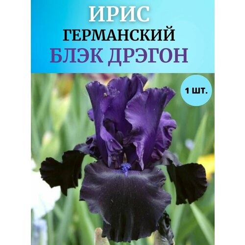 ������ ������ ���� �������� 1 ��, ����������� ����� ����