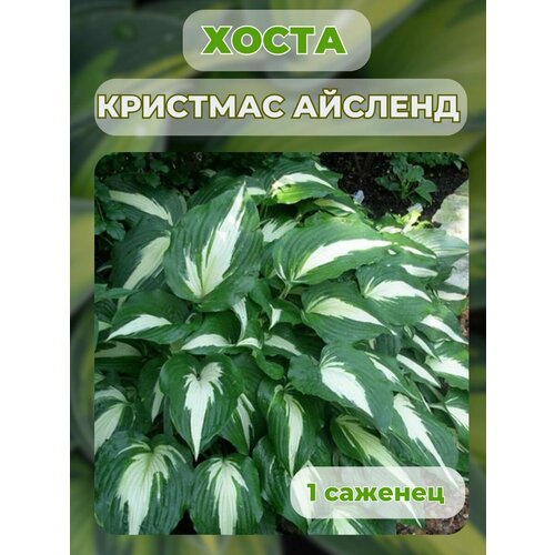 ������ ������ ����� �������, ����� ��������� 1 ����� ����