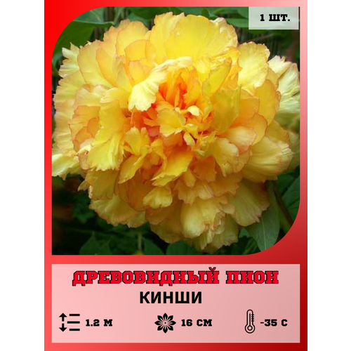 ������ ������ ���� ����������� �����, ������� 1 ����� ����