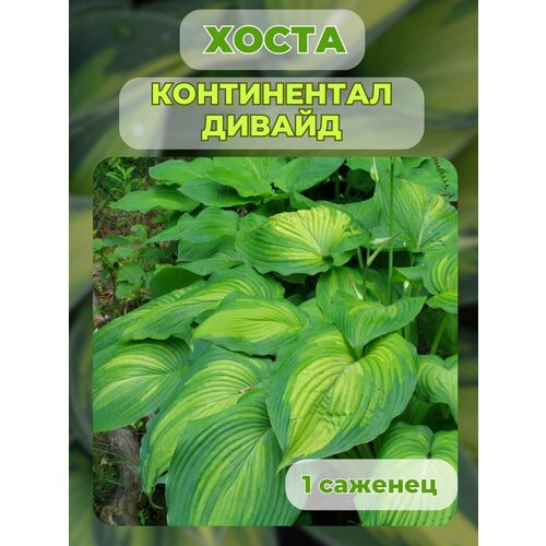 ������ ������ ����� �������, ����� ��������� 1 ����� ����