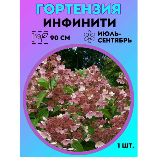 ������ ������ ��������� �����������, ������� 1 ����� ����