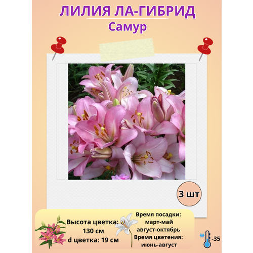 ������ ������ �������� ����� ��-������ �����, ����������� ����� ����