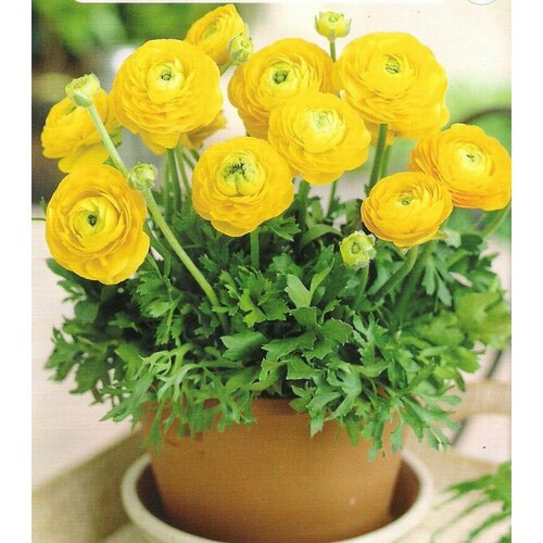 ������ ������ ���������� 7/8 (�����) ������ 3��. ����