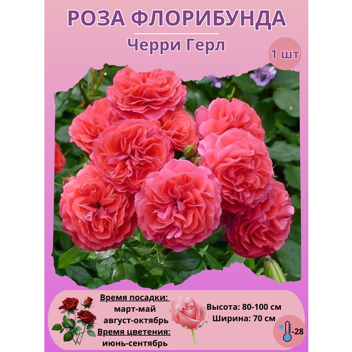 ������ ������ ���� ���������� ����� ����, ����������� ����� ��� ���� ����