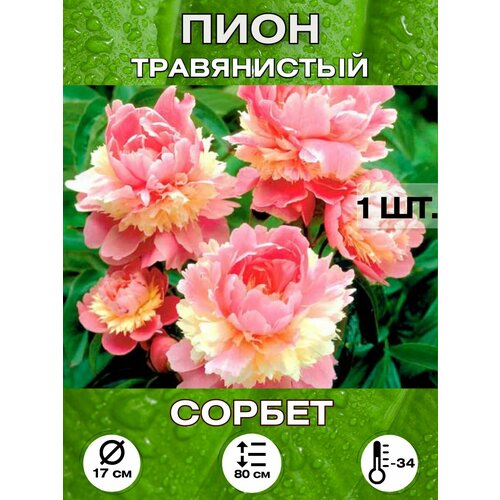 ������ ������ ���� ������ ��������� ����