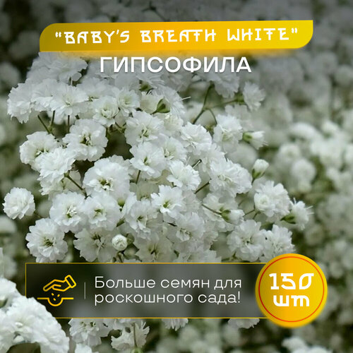 ������ ������ ��������� �������� Baby's Breath, ������ 150 ��, ����������� ����