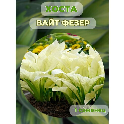 ������ ������ ����� �������, ����� ��������� 1 ����� ����