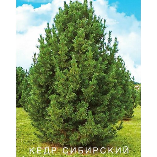 ������ ������ ���� ���������, ������, 15 �� ����