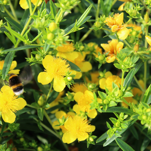 ������ ������ �������� �������� ���� (1 ������� � ������ 15-20 ��). Szkolka roslin A.M (������) ����