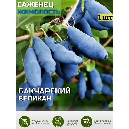 ������ ������ ��������� ���������� ������� ������� ��� ����