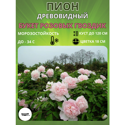 ������ ������ ���� ����� ������� ������� 1 ��. ����