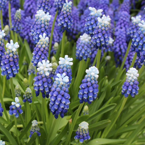 ������ ������ ������� TOUCH OF SNOW (10 �������) ����