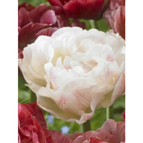 ������ ������ �������� ������� ������� - 2 ��. ����