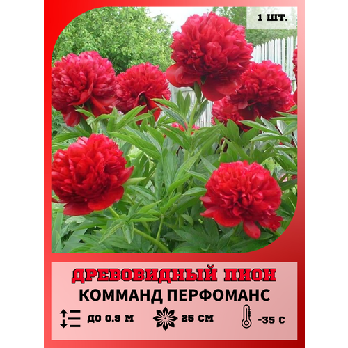 ������ ������ ���� ����������� ������� ���������, ������� 1 ����� ����