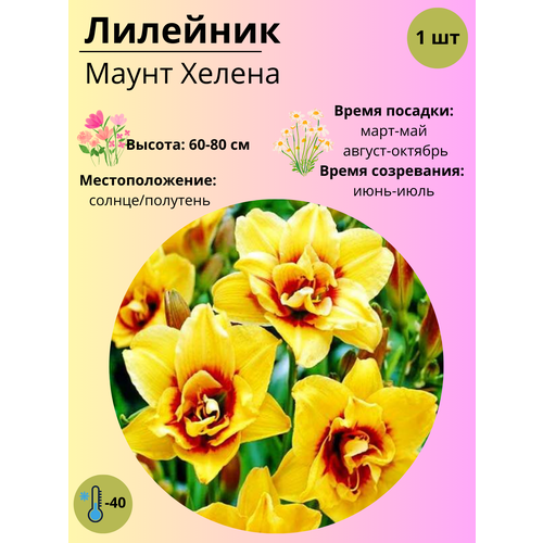 ������ ������ �������� ����� ������, ����������� ����� / ������ 1 �� ����