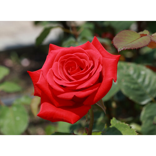 ������ ������ ������ ���� �����-��������� �������� 5 ��. (1 ��������) ����