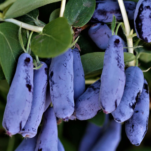 ������ ������ ������� ��������� ��������� ���������� ��������� ( 2 ���� , �2 , 20-40 �� ) ����