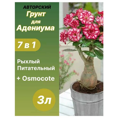 ������ ������ ����� ��� �������� 3 � ������� ����