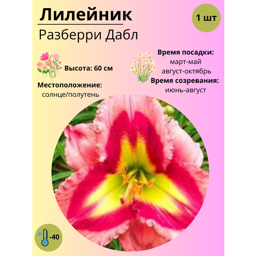 ������ ������ �������� �������� ����, ����������� ����� / ������ 1 �� ����