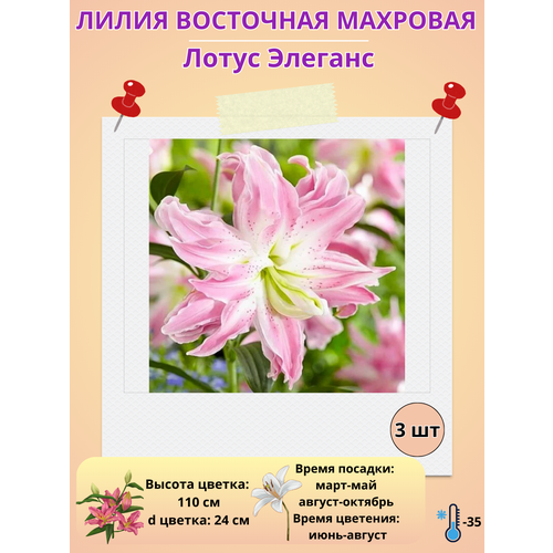 ������ ������ ����� ��������, ��������� ����� �������, ����������� ����� ����