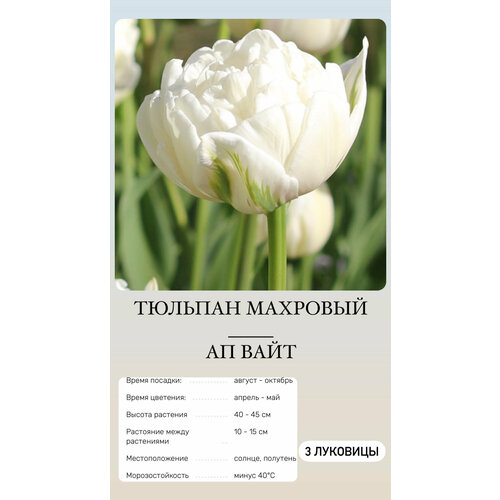 ������ ������ ������� �������� ����������� ������ ����