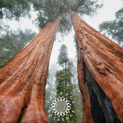 ������ ������ ������ ������� - ��������� ������ (���. Sequoia) 20�� �� Green Legacy ����