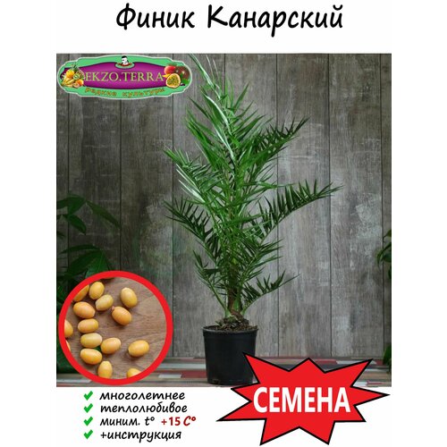 ������ ������ ������ ����� ��������� (������) 3 ��. ����