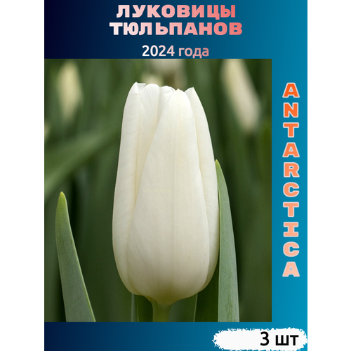 ������ ������ �������� �������� Antarctica ( 3 ��) ����