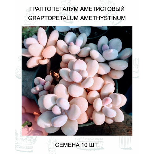 ������ ������ ������������� ����������� ������ 10 ��. ����