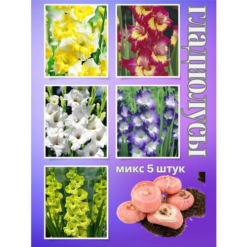 ������ ������ ��������� ��������, ���� 5���� ����