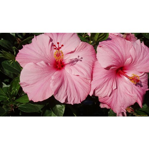 ������ ������ ������ �������� ��������� ���� ������� 7 ��. (1 ��������) ����