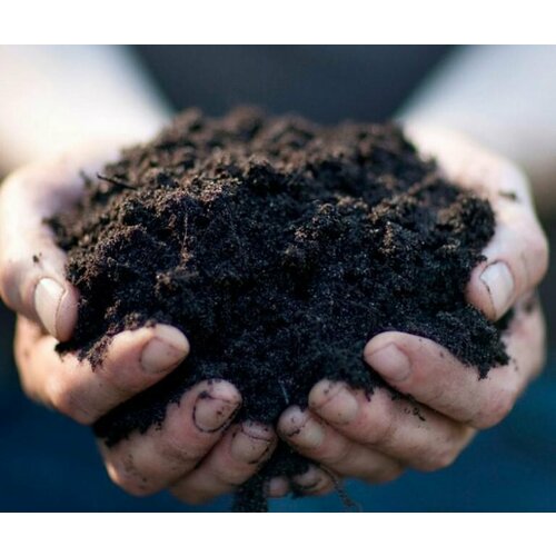 ������ ������ ���������� 25�� ������� ����� �������� ����