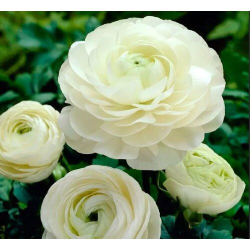 ������ ������ ������� ����������� (�����) ����� 5��. ����